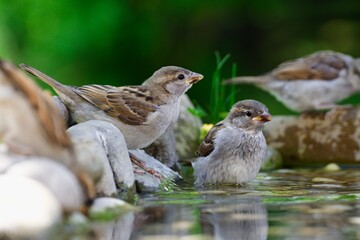Young sparrows near the water of a bird watering hole. Czechia. Europe.