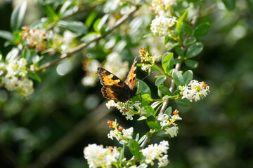 Small tortoiseshell butterfly (Aglais urticae) sitting on a white flower in Zurich, Switzerland.