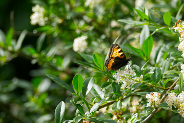 Small tortoiseshell butterfly (Aglais urticae) sitting on a white flower in Zurich, Switzerland.