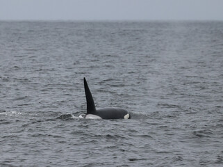 killer whale, orca's fin 