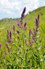 sage grass flowers on a blurred grass background selective focus