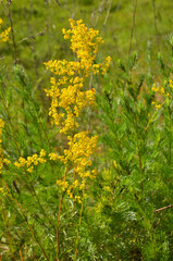 Bedstraw plant grass with yellow small flowers on blurred grass backgrounds selective focus