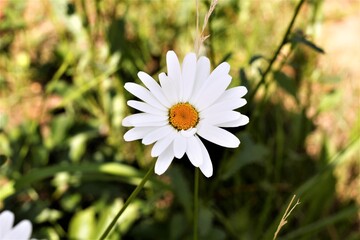 white daisy flower in the garden