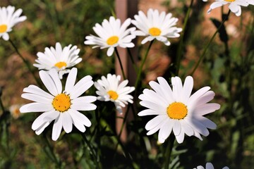 white beautiful daisies in the garden