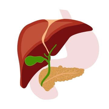 Human liver, pancreas, gallbladder. Vector flat illustration.