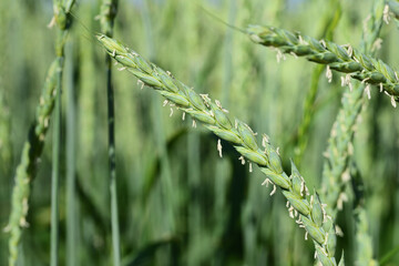 Close up of green, unripe grain, with small flowers, on the grain field, in landscape format
