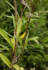 Ecosystem and biodiversity. Insects. Closeup view of a monarch butterfly caterpillar with black and yellow stripes, hanging to a plant stem.