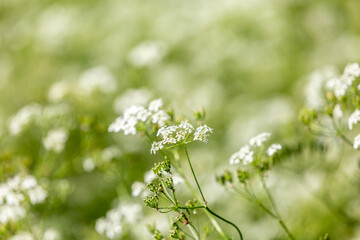 Cow parsley in the early summer sunshine
