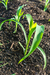 Bauerngarten im Frühling