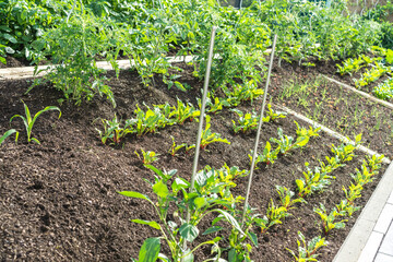 Bauerngarten im Frühling