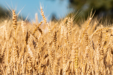 Ripe ears of wheat in the rays of the setting sun on a summer evening. Selective focus.	