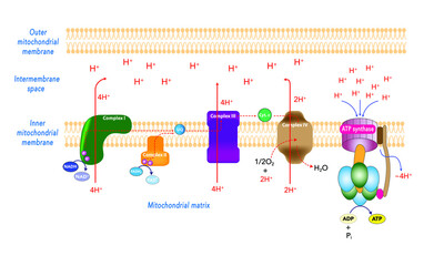 Oxidative phosphorylation [Electron Transfer Chain and Chemiosmosis]