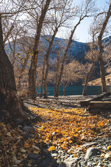 Fall leaves gather on rocks at Convict lake high in Sierra Nevada Mountains