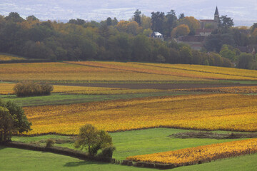 Naklejka premium Vignoble de la Côte chalonnaise. Près de Buxy en Bourgogne, des vignes en automne donnant du vin blanc Montagny.