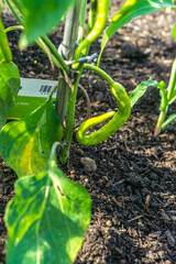 Bauerngarten im Frühling