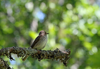 Spotted flycatcher (Muscicapa striata) sitting on a branch of maple tree