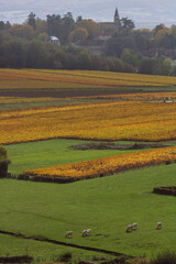 Vignoble de la Côte chalonnaise. Près de Buxy en Bourgogne, des vignes en automne donnant du vin blanc Montagny.