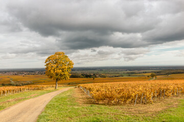 Vignoble de la Côte chalonnaise. Près de Buxy en Bourgogne, des vignes en automne donnant du vin...