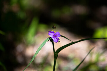 Purple Bee