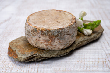 Cheese collection, matured cow cheese with mold tommette de savoie from France, cheese made in Alpine mountains