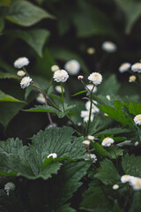 Flowers in the forest surrounded by bugs. 