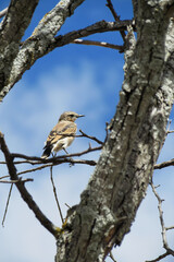Sparrow perched on a branch of a tree without leaves.