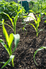 Bauerngarten - Jungpflanzen 