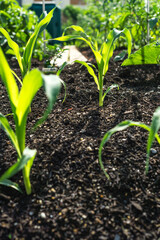 Bauerngarten - Jungpflanzen 