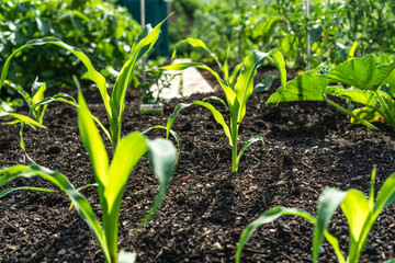 Bauerngarten - Jungpflanzen 