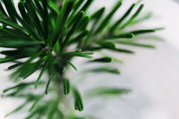 beautiful green Christmas tree branch macro photo