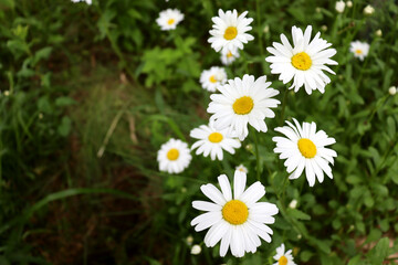 Fototapeta premium White daisies on a background of green grass. Beautiful flower background