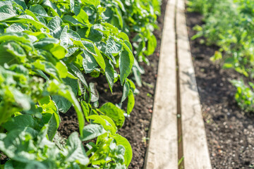 Bauerngarten - Jungpflanzen 