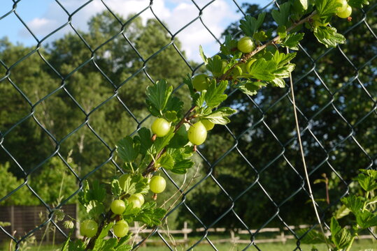 Zbliżenie gałązki agrestu na tle ogrodzenia z siatki