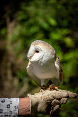 Barn owl with handlers hand and gauntlet glove 