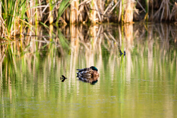 Mallard drake resting on a branch submerged in a lake during a summer morning golden hour, Leon-Provancher conservation area, Neuville, Quebec, Canada