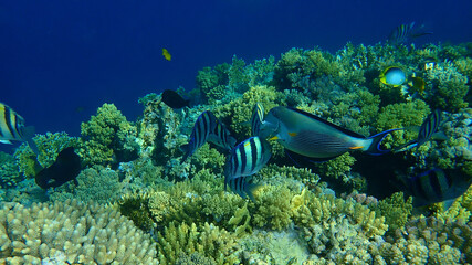 Sergeant major or Indo-Pacific sergeant (Abudefduf vaigiensis) and sohal surgeonfish or sohal tang or arabian surgeonfish (Acanthurus sohal) undersea, Red Sea Egypt, Sharm El Sheikh, Nabq Bay