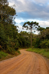 Araucaria angustifolia , Paraná pine tree isolated in forest with curved dirt road. Giant prehistoric tree typical of southern Brazil and cold regions. Pine nuts.