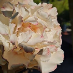 bouquet of pink roses