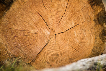 Fototapeta premium cross section of tree trunk