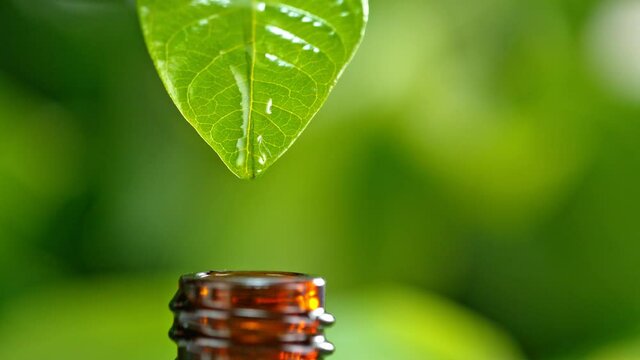 Super Slow Motion Shot of Oily Essence Drop from Fresh Green Leaf into Phial at 1000fps.