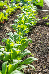 Bauerngarten - Jungpflanzen 