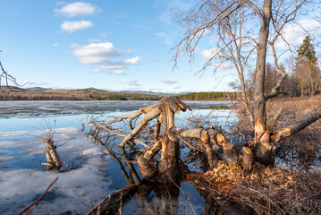 Trees in natural environment in boreal forest of Canada that have been chewed by a beaver on both sides of the flora with a calm, reflective lake in the background on blue sky day. 