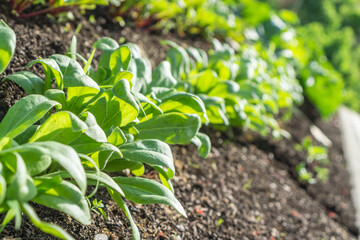 Bauerngarten - Jungpflanzen 