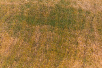 Wheat field in summer mountains of Azerbaijan