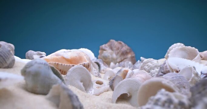 detailed extreme close-up of small and large shells of rapan shells on the sand on a blue background.