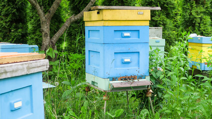 Wooden beehives in the apiary. Bees fly at work near the entrance to the hive.
