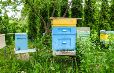 Wooden beehives in the apiary. Bees fly at work near the entrance to the hive.