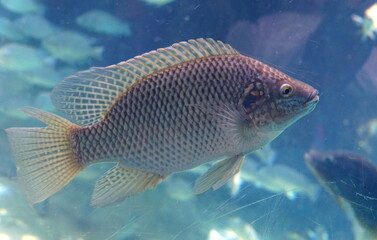Close up of a while tilapia inside a fish tank