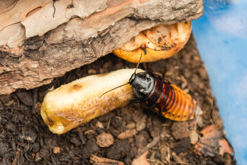 Madagascar hissing cockroach aka Gromphadorina Portentosa while eating a banana
