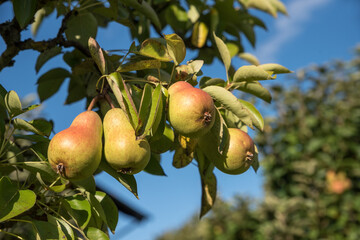 four ripe pears hanging at a pear tree branch